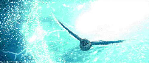 7. Legend of the Guardians: The Owls of Ga'Hoole gif