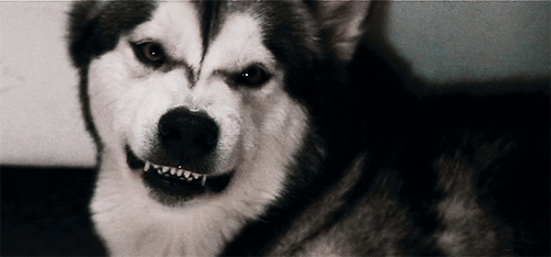 tumblr_os85ghzO6d1ws13fzo1_500